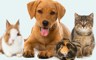 Pet Care Management System