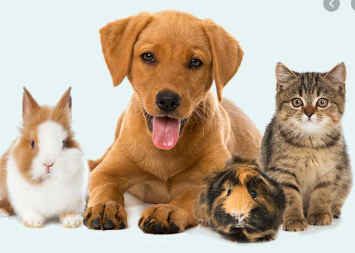 Pet Care Management System